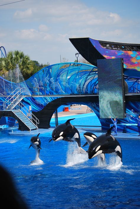 Sea World, Orlando,Fla--Victoria's future "office"  I cried watching this Animals are the closest to God that we get on earth. They are sinless. Sea Life Orlando Aquarium, Sea World Florida, Orlando Sea World, Sea World Orlando, Future Office, Florida Adventures, Visit Melbourne, Magic Land, Seaworld Orlando