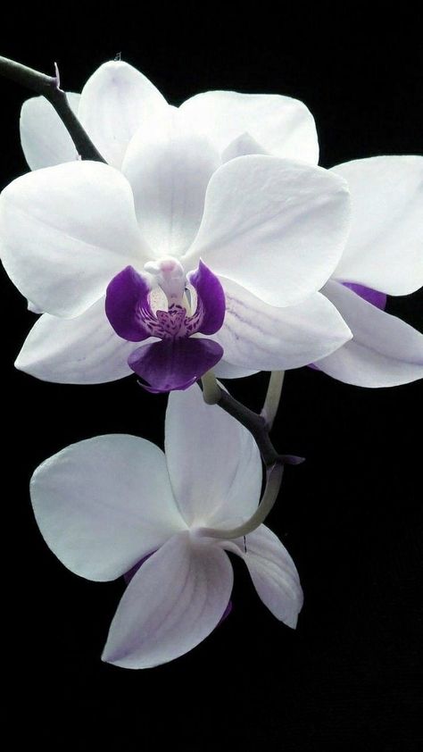 Orchid Photography, Whimsical Art Paintings, Hawaiian Lei, Cold Porcelain Flowers, Purple Orchids, Beautiful Orchids, Luxury Flowers, Porcelain Flowers, All Things Purple