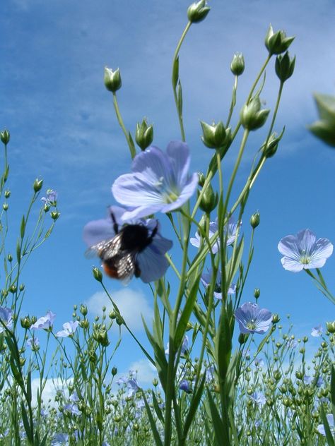 The flax plant (used for the production of linen fibres). Landscaping Water Feature, Urban Backyard, Backyard Garden Diy, Vegetable Planters, Flax Flowers, Backyard Garden Landscape, Deco Nature, Flax Plant, Backyard Garden Design