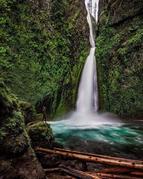 Wahclella Falls In Oregon, USA 🇺🇸 Wahclella Falls Oregon, Washington Waterfalls, Oregon Washington, Oregon Usa, Plant Based, Oregon, Washington, Plants, Water