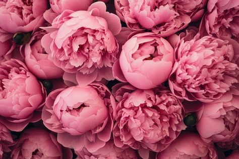 Pink peony flowers wall backgrounds | Premium Photo - rawpixel Pink Peonies Wallpaper, Peonies Background, Pink Nature, Peony Wallpaper, Wall Background, Plant Pattern, Peony Flower, Facebook Cover Photos, Blossom Flower