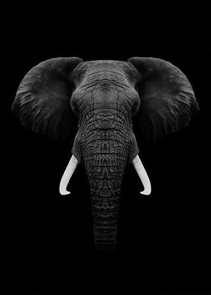 Elephant Black And White, Regard Animal, Elephant Photography, Elephant Wallpaper, Black Elephant, Elephant Pictures, Elephants Photos, Elephant Drawing, Elephant Painting