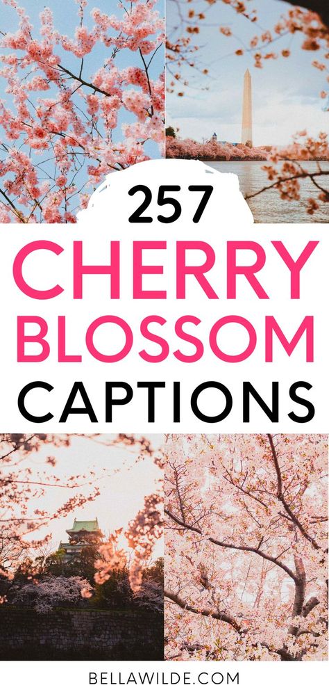 Cherry Blossom Caption Instagram, Cherry Blossom Quotes, Cherry Quotes, Blossom Quotes, Cherry Blossom Pictures, Captions For Instagram Posts, Cherry Blooms, Cute Captions, View Quotes