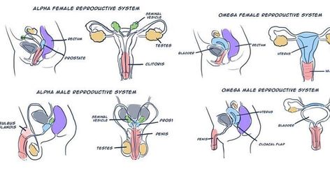 Male Pregnancy, Tumblr Writing, Alfa Y Omega, Literary Genre, Thought Experiment, Magic System, Female Reproductive System, Creative Writing Tips, Alpha Female