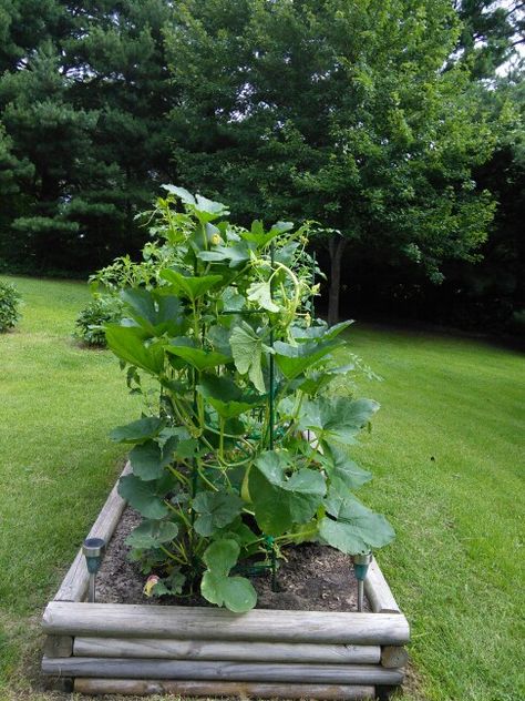 Training a spaghetti squash up a tomato cage in my raised bed. Tomato Cages, Raised Bed, Spaghetti Squash, Raised Beds, Outdoor Gardens, Spaghetti, Plants, Bed