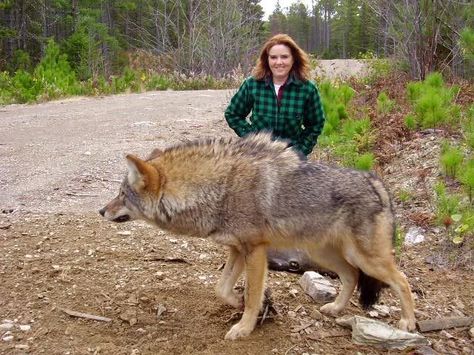 "This is a cyote and not a wolf believw it or not."  I'ld say it's a bush wolf - grey wolf/coyote cross. We have a lot of them out here. Funny Bra, Huge Wolf, Wolf Hybrid Dogs, Wolf Hybrid, Hybrid Dogs, Wolf Love, Wolf Pictures, Beautiful Wolves, Airedale Terrier