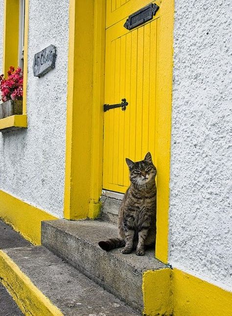 Image Zen, Shades Of Yellow Color, Yellow Photography, Yellow Door, Yellow Doors, Disney California, Yellow Aesthetic, Galway, Mellow Yellow