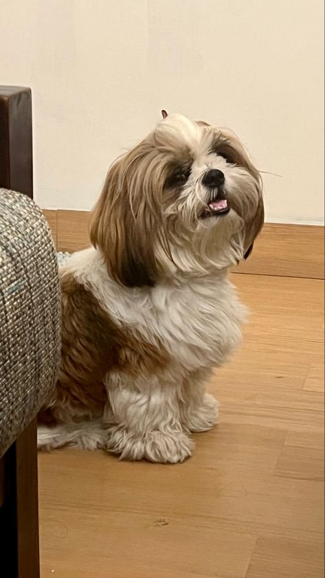 This picture has a photo of my majestic looking shih tzu puppy. Shihtzu Puppies, Dog Snapchats, Shitzu Dogs, Shitzu Puppies, Puppy Mom, Cutee Animals, Beach Instagram Pictures, Puppy Wallpaper, Beach Instagram