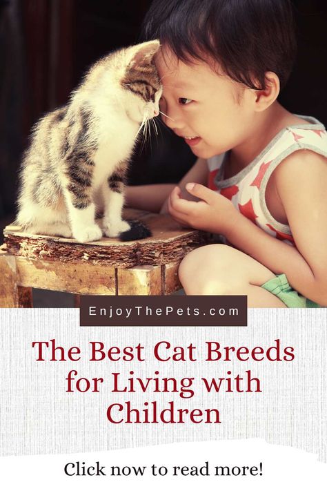 Cat Breeds Hypoallergenic, Mini Golden Retriever, Different Types Of Cats, Best Cat Breeds, Information About Cats, Balinese Cat, Hypoallergenic Cats, What Cat, Emotional Support Animal