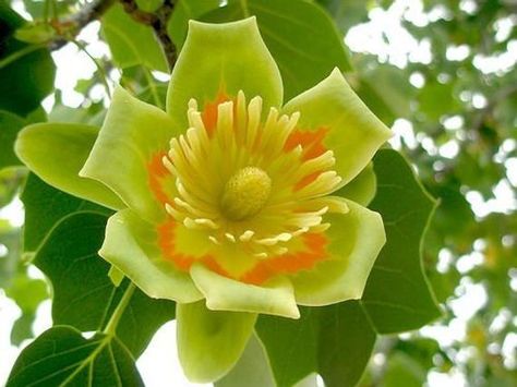 Tulip Poplar Tree, Liriodendron Tulipifera, Tulip Poplar, Tulip Tree, Poplar Tree, Seed Germination, Banana Tree, Tickled Pink, Edible Flowers