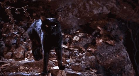 Why didn’t Binx ever contact his parents after becoming a cat? | 19 Questions "Hocus Pocus" Left Unanswered Orange Halloween Aesthetic, Hocus Pocus Gif, Hocus Pocus Aesthetic, Hocus Pocus Characters, Thackery Binx, Hocus Pocus Movie, Halloween Aesthetic, Halloween Movies, Fall Pictures