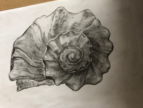 Charcoal Shell Drawing, Shell Drawing Pencil, Pearl Sketch, Cross Contour, Charcoal Artwork, Shell Drawing, Hb Pencil, Art 2024, Club Ideas