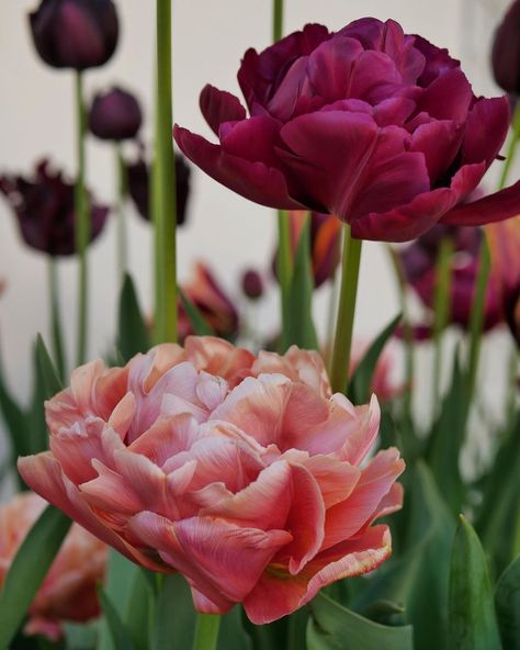 Fosteriana Tulips, Purple Prince Tulip, Multi Colored Tulips, Queen Wilhelmina Tulip Garden, Apricot Parrot Tulip, House Front, Tulips, Copper, Flowers