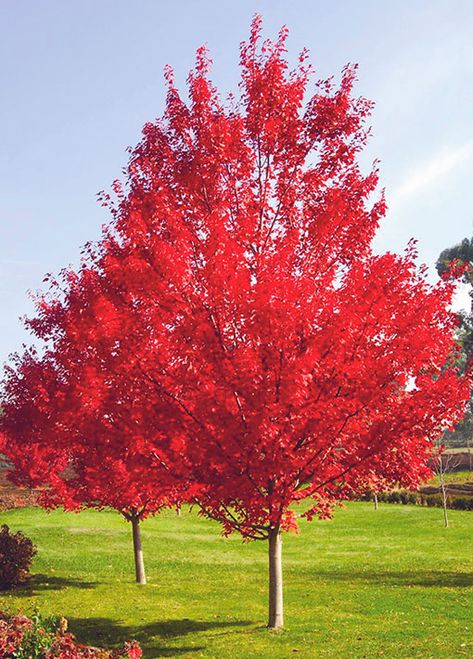 Red Sunset Maple, Maple Tree Seeds, Autumn Blaze Maple, Red Maple Tree, American Continent, Fast Growing Trees, Red Maple, Ornamental Trees, Tree Seeds