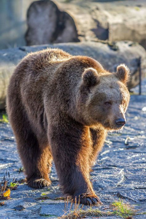 Polar Bear We Bare Bears, We Bear Bears, Tattoo Bear, Kodiak Bear, American Black Bear, North American Animals, Kenai Fjords, Black Bears, Bear Drawing