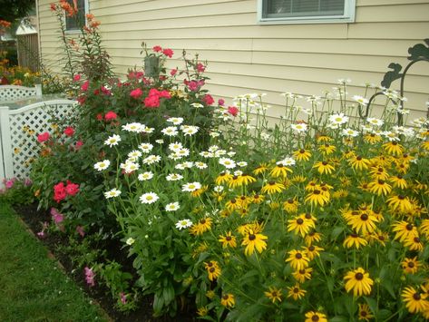 Knockout Roses In Landscaping, Landscape Florida, Plant Companions, Outdoor Cottage, Shasta Daisy, Knockout Roses, Shasta Daisies, Farmhouse Landscaping, Big Yard