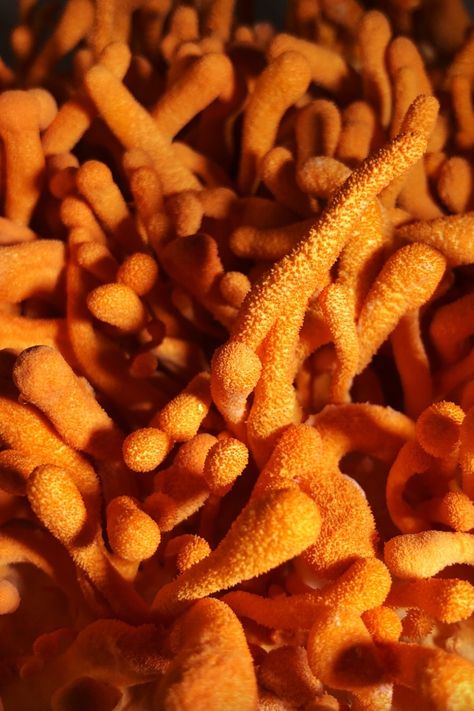 So you’ve heard all about this magnificent mushroom called Cordyceps and a few of its wacky characteristics, like how it colonizes insects and grows out of their bodies or that ingesting these little orange mushrooms can support healthy energy within normal ranges. In this blog, you’ll learn more about Cordyceps and what makes it so dang cool -- namely its compound, cordycepin. Cordyceps Mushroom, Skin Fungus, Mushrooms Growing, Types Of Fungi, Orange Mushroom, Mental Health Resources, Hormone Health, Natural Therapy, Healthy Energy