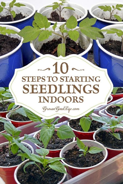 Growing Brussel Sprouts From Seed, How To Start Seedlings Indoors, Planting Dates, Cabbage Cauliflower, Vegetables Growing, Tomatoes Growing, Seed Growing, Seedlings Indoors, Starting Seeds