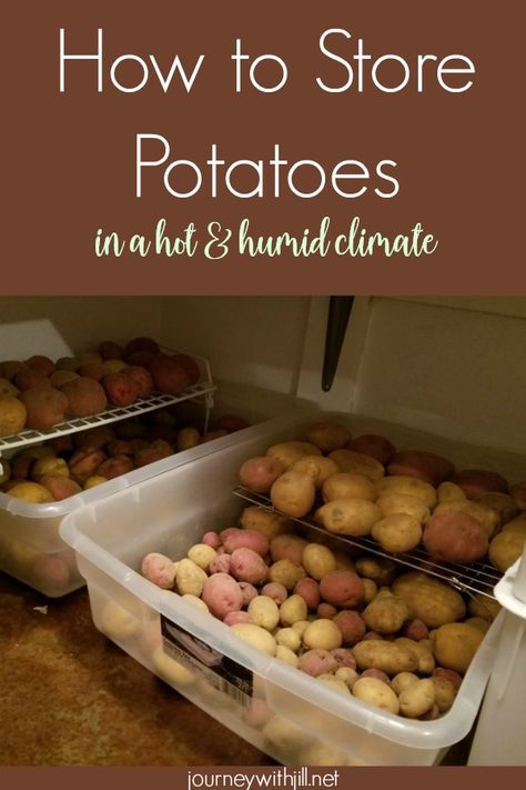 If you are a beginning gardener who has just harvested potatoes, you may be wondering how to store them. In this post, I share how to store potatoes in a hot and humid climate, even if you don't have a root cellar. Root Cellar Storage, Grow Potatoes In Container, Container Potatoes, Cellar Ideas, Growing Sweet Potatoes, Potato Storage, Preserving Foods, Storing Vegetables, How To Store Potatoes