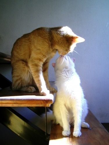 Orange And White Cat, Kitty Kisses, Koci Humor, Cat Couple, Image Chat, Two Cats, Cats Meow, Akita, Crazy Cat Lady