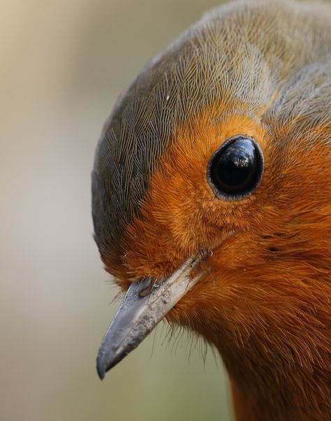 Very close Robin     -      Ledsham, England, UK    -    2014      -       bojangles_1953       -       https://www.flickr.com/photos/51817993@N02/12077906446/in/photostream/   bojangles_1953      - European Robin, Robin Bird, Kinds Of Birds, Pretty Birds, Bird Photo, Colorful Birds, Bird Garden, Little Birds, Bird Photography