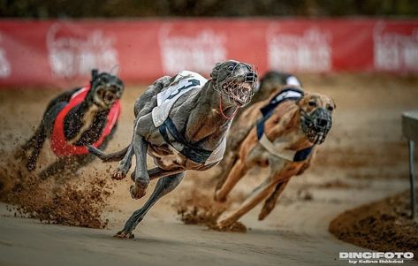 greyhounds racing - the muscles on these animals Greyhound Racing, Grey Hound, Lure Coursing, Greyhounds Racing, Sports Mix, Dog Sports, Sporting Dogs, Italian Greyhound, Greyhound