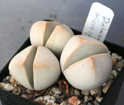 Dinteranthus microspermus Mimicry Plant, Rock Cactus, Small Succulent Plants, Split Rock, Stone Plant, Succulent Seeds, Hippie Homes, Hippie Home Decor, Succulents Indoor