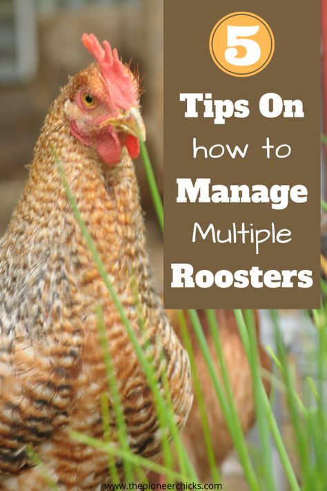 Whether you’ve hatched out your own chicks using a broody hen or an incubator, or bought straight-run chicks, or even ordered ‘pullets’ from a hatchery, at some point in your chicken raising experience you may find you have one too many roosters than you were planning on keeping. Of course, having a rooster with your... Buff Orpington Rooster, Polish Rooster, Broody Hen, Chicken Raising, Rooster Breeds, Buff Orpington, Dream Farm, Raising Backyard Chickens, Beautiful Chickens