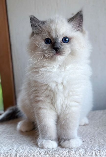 Available ragdoll kittens Alberta | Ranchinragz Ragdolls Mink Ragdoll, Ragdoll Cat Breeders, Ragdoll Doll, Cats Ragdoll, Cat Ragdoll, Ragdoll Kittens For Sale, Beautiful Pets, Ragdoll Kittens, Cut Cat