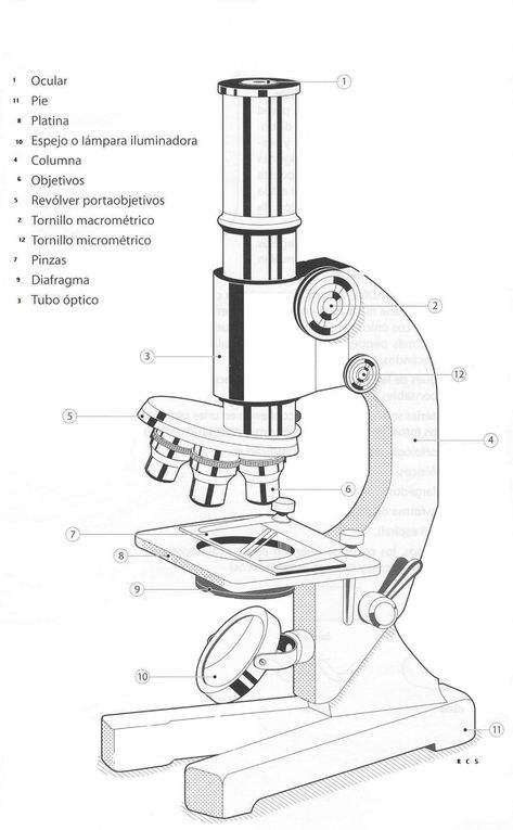 partes microscopio Chemistry Lab Equipment, Science Equipment, Chemistry Classroom, Science Words, Biology Labs, Science Quotes, Medical Laboratory Science, Biology Teacher, Biology Lessons