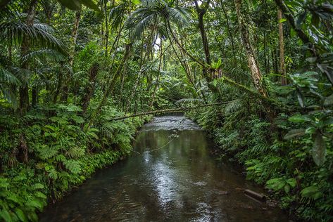 Rainforest Reference, Fortune Aesthetic, Jungle Pictures, Jungle River, Summer Scenery, African Jungle, River Bank, Beard Life, Tropical Forest