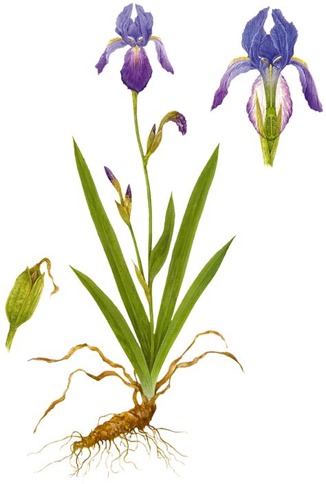 Botanical Iris Iris Plant, Iris Drawing, Iris Botanical, Blue Flag Iris, Iris Painting, Botanical Drawing, Blue Flag, Illustration Agency, Work Harder