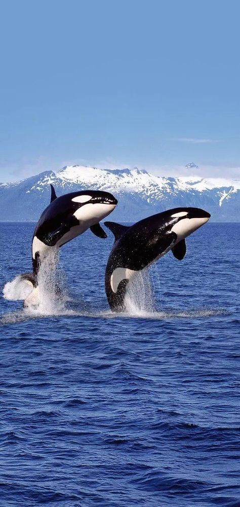 Orca Whales Wallpaper, Killer Whale Wallpaper, Orca Wallpaper, Ocean Creatures Art, مانشستر سيتي, Cute Whales, Beautiful Sea Creatures, Water Animals, Orca Whales