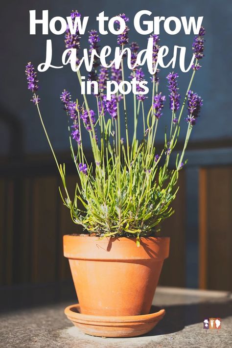 Learn how to grow lavender in pots and enjoy this perennial herb on your porch or patio. From planting to harvest, this guide has it all! Lavender Plant Pot, Planting Lavender In Pots, How To Plant Lavender In A Pot, Growing Lavender In Pots, Potted Lavender Outdoor, How To Grow Lavender, Lavender In Pots, Lavender Potted Plant, Grow Lavender