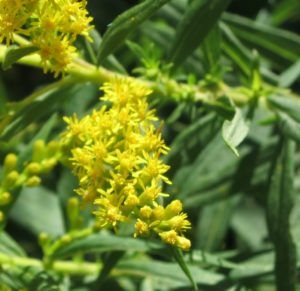 Harvesting Goldenrod, Goldenrod Oil, Goldenrod Essential Oil, Flower Infused Oil, Infused Oil Recipes, Goldenrod Flower, Medicinal Wild Plants, Herbal Medicine Recipes, Magickal Herbs