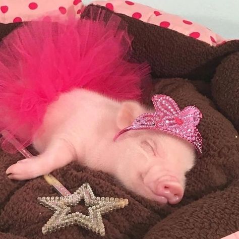 Baby Pig, Cute Piglets, Baby Farm Animals, Mini Pigs, Cute Piggies, Baby Animals Pictures, Pet Pigs, Baby Pigs