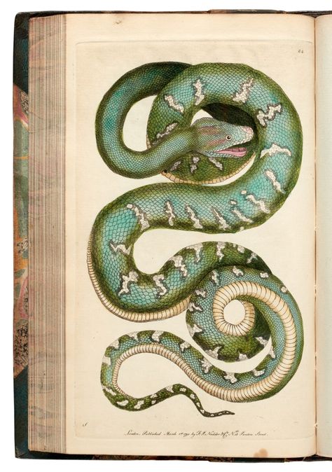 George Shaw and Frederick P. Nodder | The Naturalist's Miscellany, London, 1790, 14 (of 24) vols, green half morocco | The Library of Henry Rogers Broughton, 2nd Baron Fairhaven Part II | | Sotheby's George Shaw, Kids Room Art Prints, Snake Illustration, Gold Art Print, Teal Art, Living Room Art Prints, Kitchen Art Prints, Bathroom Art Prints, Pink Art Print