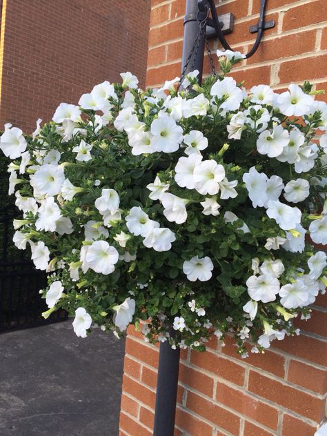 White Ball of Flowers. Petunias and Bacopa. White Hanging Baskets Flowers, White Hanging Baskets, Bacopa Plant, Outdoor Bridges, White Flower Pot, Garden 2023, Flower Containers, Potted Plants Outdoor, Hanging Flower Baskets