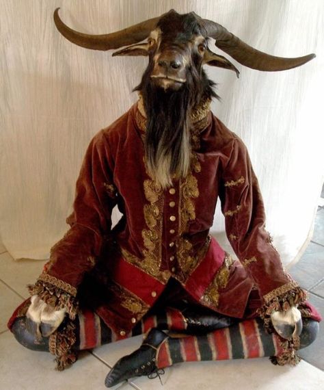 The stuffed animals at Carmine Oddities are pretty impressive. The shop mascot, for example, is a thoughtful-looking goat seated in a cross-legged pose, dressed in quite a fancy costume. Cursed Taxidermy, Funny Taxidermy, Taxidermy Oddities, Tiny Shop, Cross Legged, Taxidermy Art, Vulture Culture, Atlas Obscura, Fancy Costumes