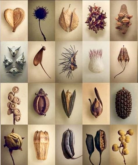 Seeds Seed Pods Art, Seed Art, Hidden Beauty, Fruit Seeds, Nature Collection, Seed Pods, Organic Form, Natural Forms, Patterns In Nature