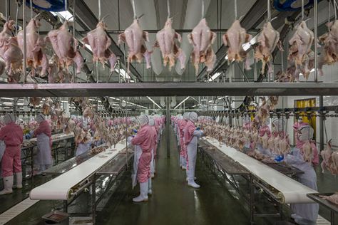 Chicken Processing, Baldness Solutions, Press Photography, Photo Journalism, Candy World, Extraordinary Moments, Male Pattern Baldness, World Press, Pattern Baldness