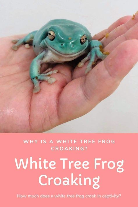 Learn why is white tree frog croaking? How much does he croak? And more. Whites Tree Frog Terrarium, Frog Croaking, Tree Frog Terrarium, Frog Vivarium, Dumpy Tree Frog, Frog Ideas, Vivarium Ideas, Gray Tree Frog, Pet Frog