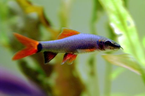 The Best Bottom Feeders for Cleaning Your Aquarium Fish Tank - PetHelpful - By fellow animal lovers and experts Freshwater Sharks, Rainbow Shark, Fish Freshwater, Pet Shark, Ikan Air Tawar, Tropical Freshwater Fish, Freshwater Aquarium Fish, Home Aquarium, Saltwater Tank