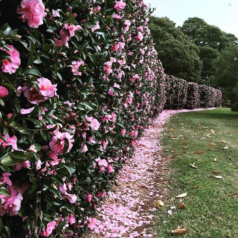 Wondering whether camellias are worth the bother? (The cliche of camellia is that it's a garish flower with bright yellow stamens and big… Camellia Hedge, Amman Downtown, Hedge Ideas, Hedges Landscaping, Flower Hedge, Camellia Plant, Hedge Plants, Evergreen Hedge, Garden Hedges