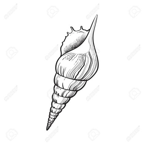 Seashell Drawing, Cupid Tattoo, Shell Drawing, Seashell Tattoos, Shell Tattoos, Engraving Tattoo, Summer Tattoo, Surreal Artwork, Pastel Sec