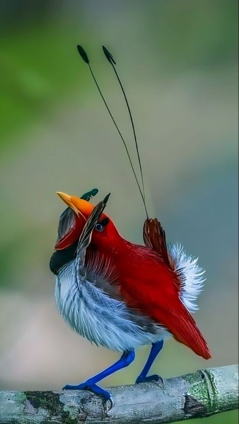 World Birds Photography | King Bird-of-paradise | Facebook Exotic Birds Photography, Fairy Nature, Paradise Photography, Birds Photography, World Birds, Most Beautiful Birds, Lovely Creatures, Rare Birds, Unusual Animals