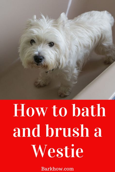 West Highland White Terrier Grooming, Westie Grooming, Westie Puppies For Sale, Bathing Tips, Dog Grooming Styles, Westie Puppies, Multiple Dogs, Puppy Treats, Dog Training Advice