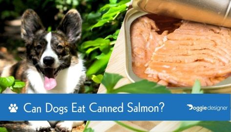 Fish Allergy, Canned Salmon, Can Salmon, Health Images, Stomach Cramps, Salty Foods, Dog Nutrition, Fatty Fish, Health Guide