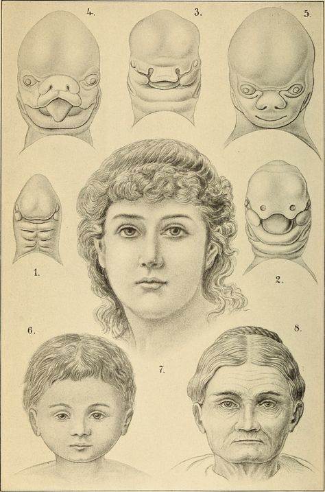 Evolution Of Man, Embryonic Development, Photo Mounting, London Print, Kew Gardens, Human Face, Antique Prints, Antique White, Vintage Prints