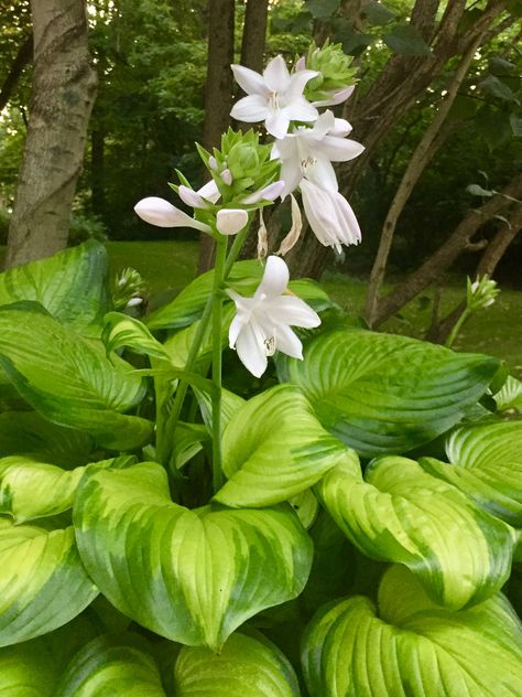 Hosta Guacamole, Prayer Garden, Forest Cabin, White Plants, Home Landscaping, White Gardens, Terrace Garden, Sacred Space, Shade Garden